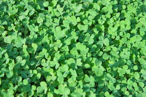 Clover as background 库存照片