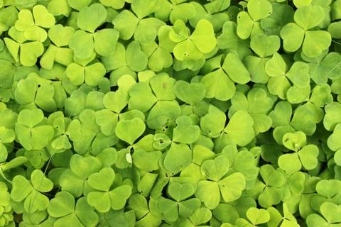 Clover background Stock Photos