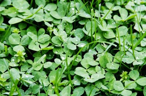 Clover Background Stock Photos