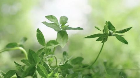 Clover barely sway in the wind, shallow depth of field 動画素材 237455495
