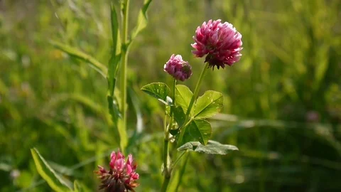 Clover blossom in a field in summer. Trifolium medium. Stock Footage