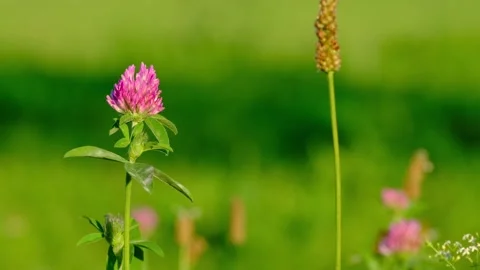 Clover blossom Stock Footage 315553371