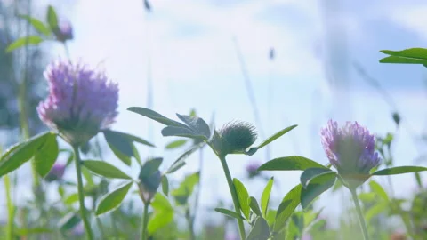Clover blossom in summer. Stock Footage 142029553