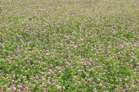 Clover blossoms Stock Photos