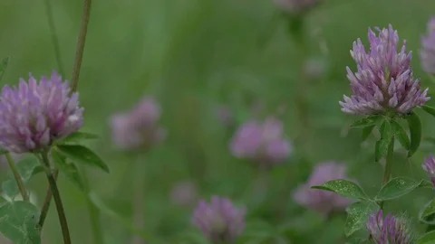 Clover on a blurred background. Stock Footage 125419859