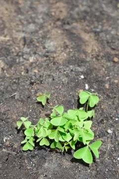 The clover is born after the fire. Foto stock
