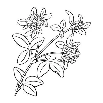 Clover branch vector isolated Illustrazione stock