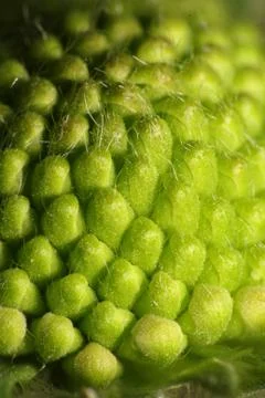 Clover bud Stock Photos