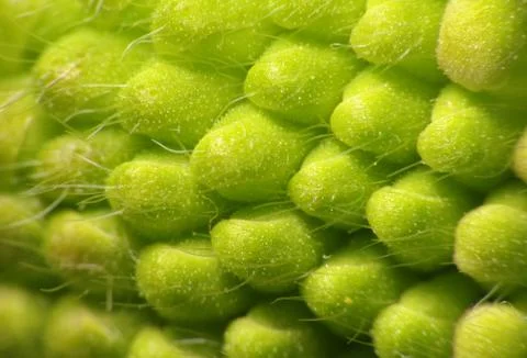 Clover bud Stock Photos