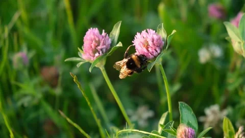 Clover bumblebee meadow close-up. Stock Footage 196915839
