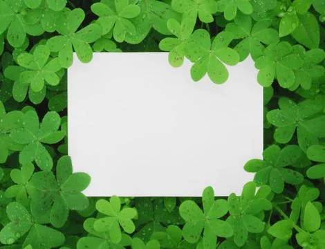 Clover card Fotos Stock