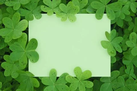 Clover card 写真素材