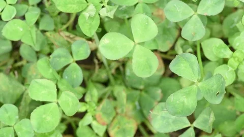 Clover close up with bugs in background Stock Footage 76033486