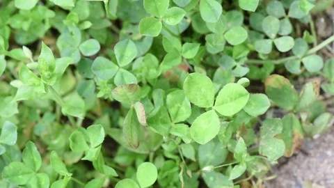 Clover close up with small black ants in background Stock Footage 76033490