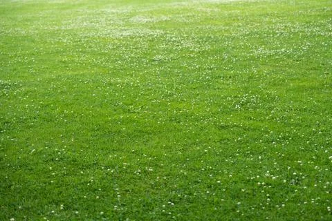 Clover-covered field. Stock Photos