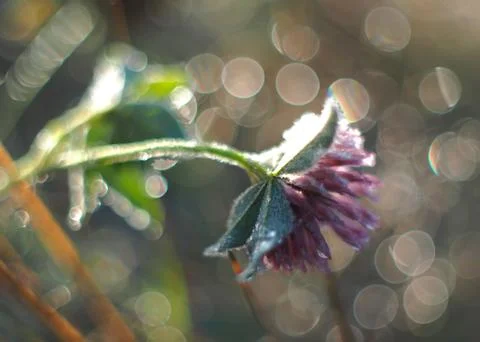 Clover defrosting close-up Stock Photos