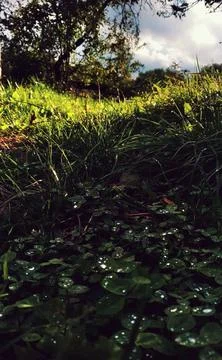 Clover in dew Stock Photos