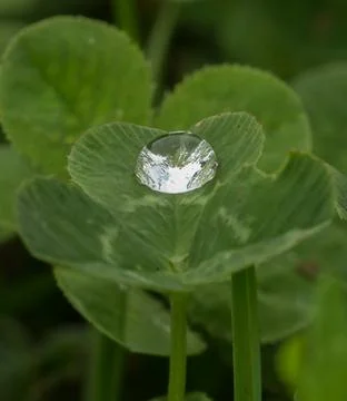 Clover with a drop Stock Photos