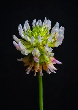 Clover with drops of rain 写真素材
