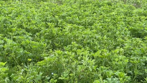 Clover Field Abundance Stock Footage 310821211