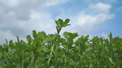 Clover field against a cloudy sky Stock Footage 151924829