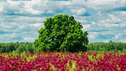 Clover Field and Oak Tree in Static Timelapse With Clouds and Bees in Latvia Stock Footage 312042988