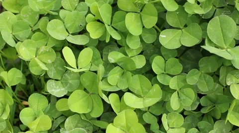 Clover field background Vidéo 41791293
