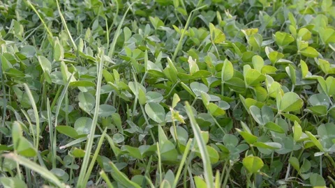 Clover field background 스톡 동영상 91310076