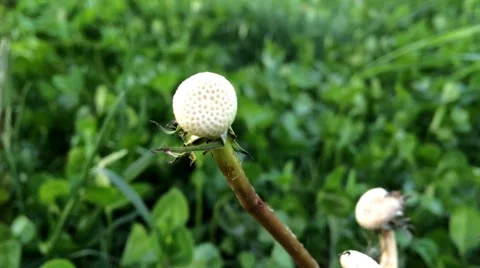 Clover field close-up. green grass background Stock Footage 62477998