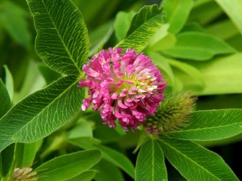 Clover on the field close up Stock Photos