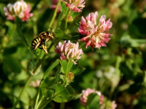Clover on the field close up Stock Photos