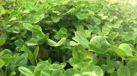 Clover field close up, summer grass Video stock 62477951