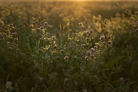 Clover field at dawn Stock Photos