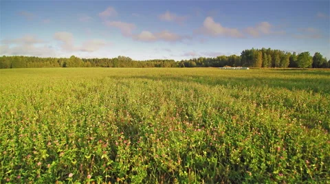 The clover field with the green fields Stock Footage 56534155