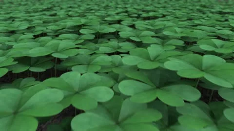 Clover Field Looping Background Stock Footage 21990806