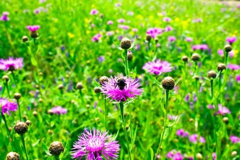 Clover field Stock Photos