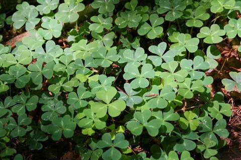 Clover field with sun light on leaf Stock Photos