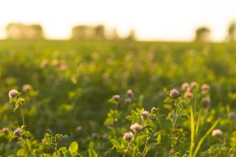 Clover field in the sun Stock Photos