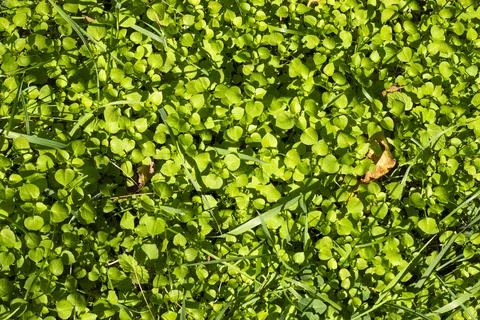 Clover field view Stock Photos