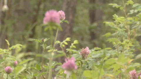 Clover flower 3 rack focus Video stock 110538