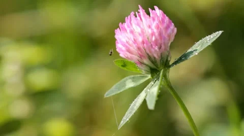 Clover flower on a background green grass Stock Footage 8606756