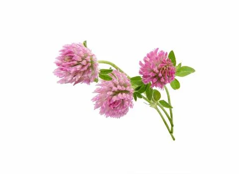 Clover Flower Close up. Clover on white. Stock Photos