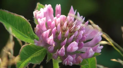 Clover Flower Stock Footage 7765919