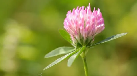 Clover flower Video stock 11024559