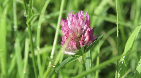 Clover flower Vídeo Stock 52973858