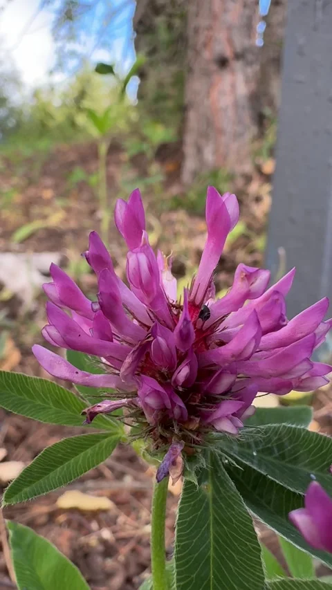 Clover flower 動画素材 279026196