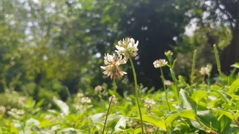 Clover flower in the grass Stock Footage 245491891