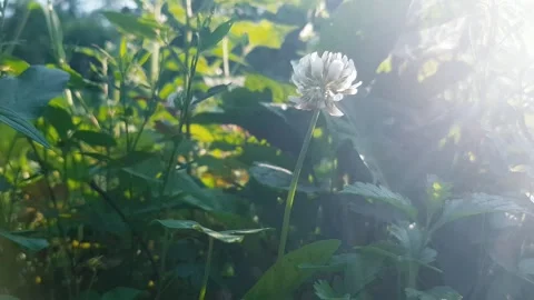 Clover flower in the grass Stock-Footage 245610902