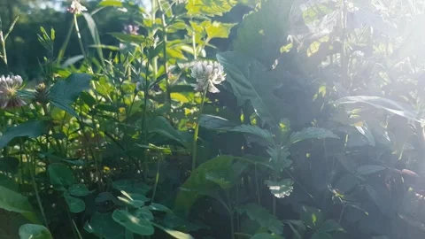 Clover flower in the grass Video stock 245610915