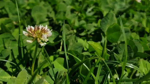 Clover flower in the grass Stock Footage 273576729
